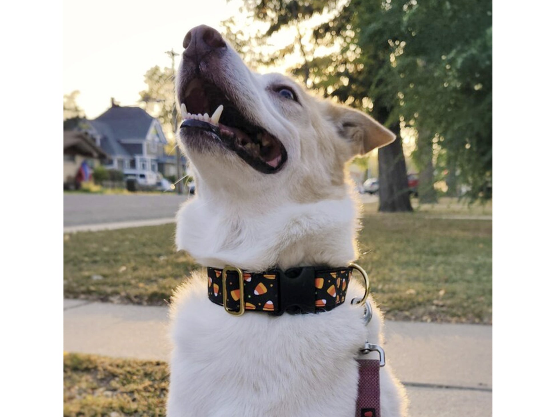 Dog wearing the 1.5 Inch Wide Candy Corn Halloween Dog Collar by The Hound Haberdashery