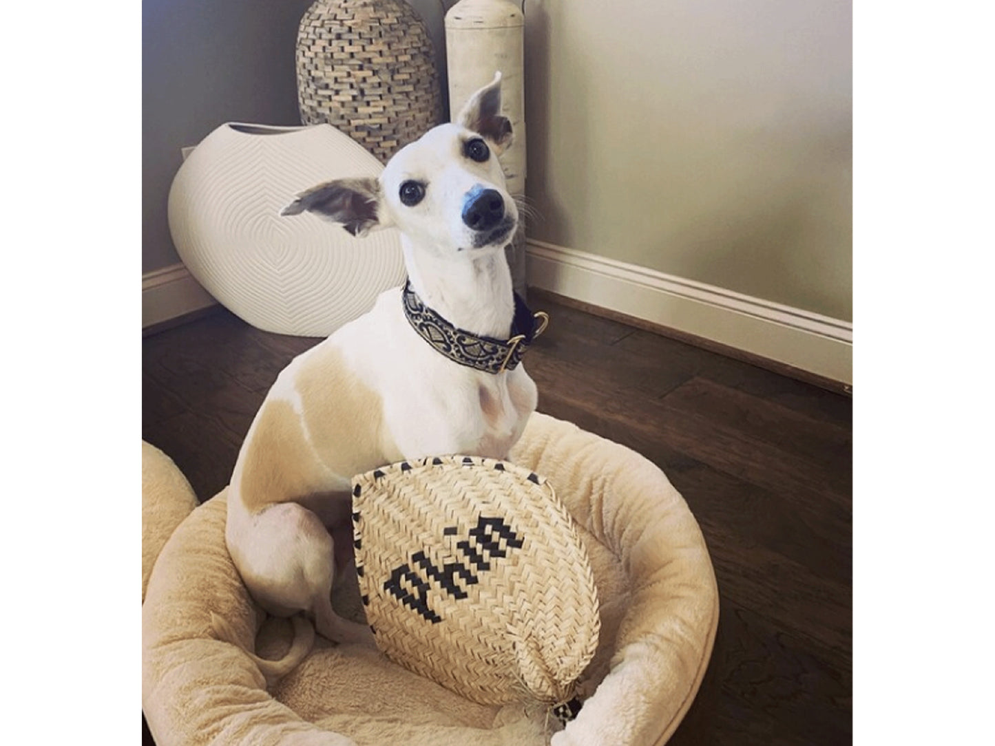 Italian Greyhound wearing the 1.5 Inch Wide Black, Gold Tivoli Dog Collar by The Hound Haberdashery