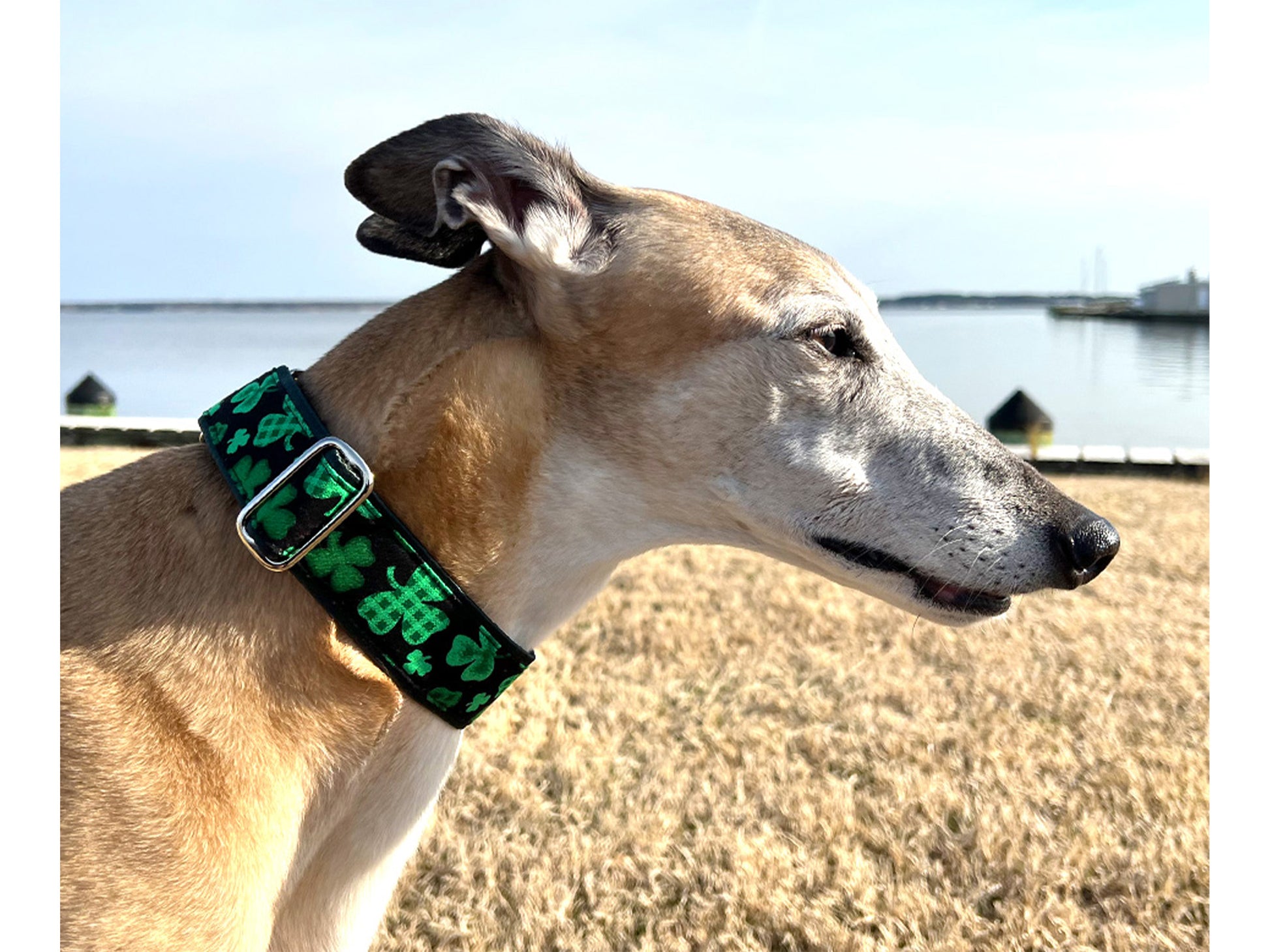 Greyhound wearing the 1.5 Inch Wide Festive Shamrocks Martingale Dog Collar by The Hound Haberdashery