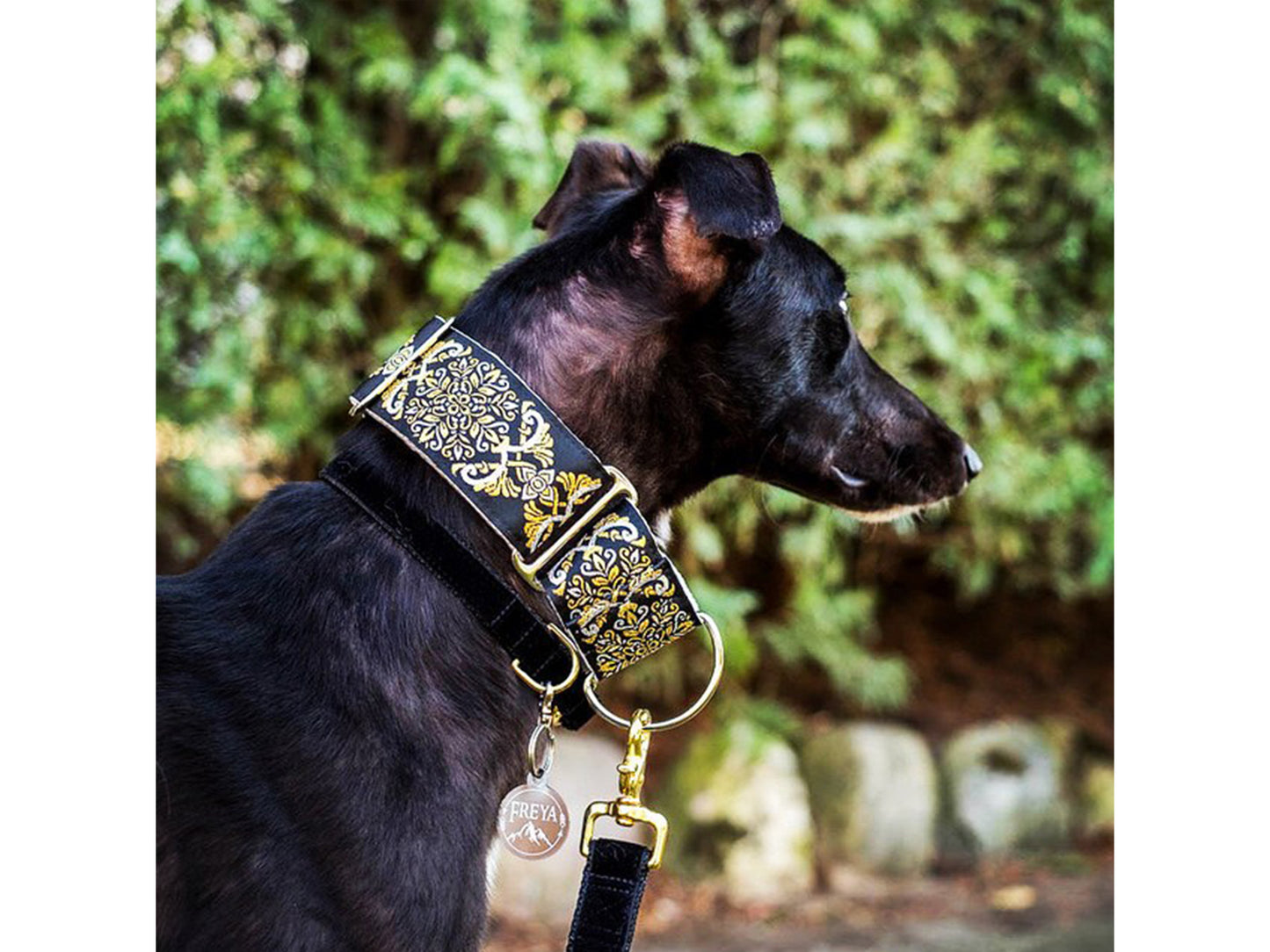 Greyhound wearing the 2 Inch Wide Silver, Gold Shiraz Martingale Dog Collar by The Hound Haberdashery