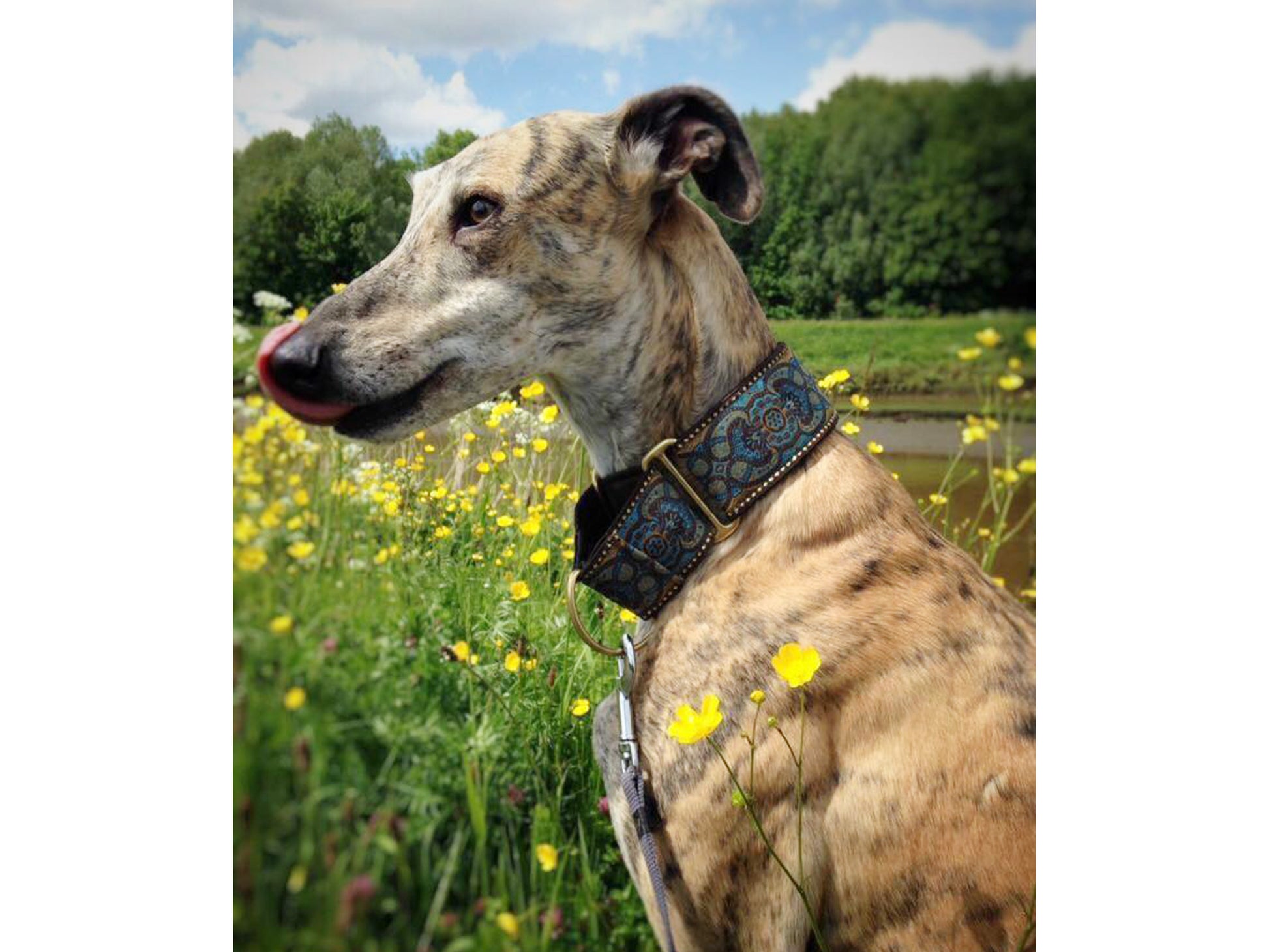 Galgo wearing the 2 Inch Wide Espresso Marseilles Martingale Dog Collar by The Hound Haberdashery