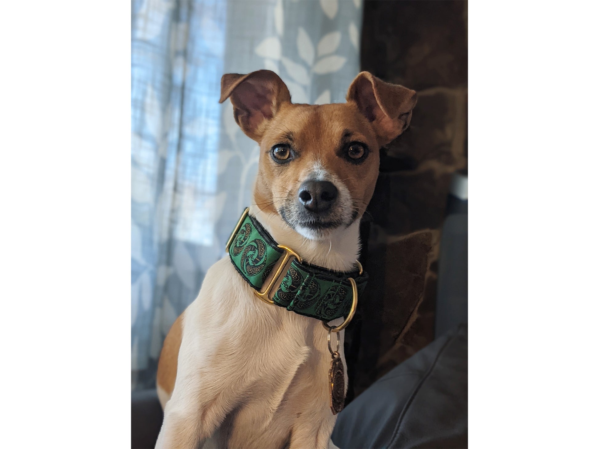 Terrier wearing the 1.5 Inch Wide Green Celtic Ravens Dog Collar by The Hound Haberdashery
