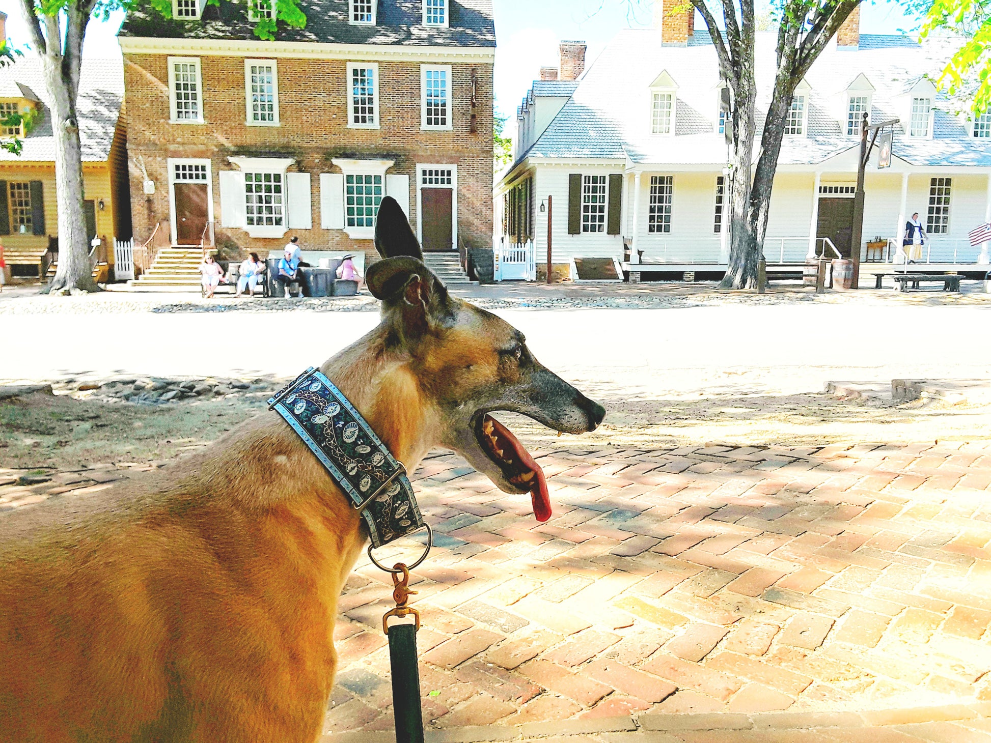 Greyhound wearing the 2 Inch Wide Midsummer Night's Dream Martingale Dog Collar by The Hound Haberdashery