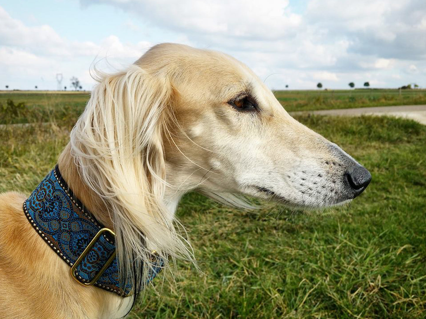 Saluki wearing the 2 Inch Wide Espresso Marseilles Martingale Dog Collar by The Hound Haberdashery