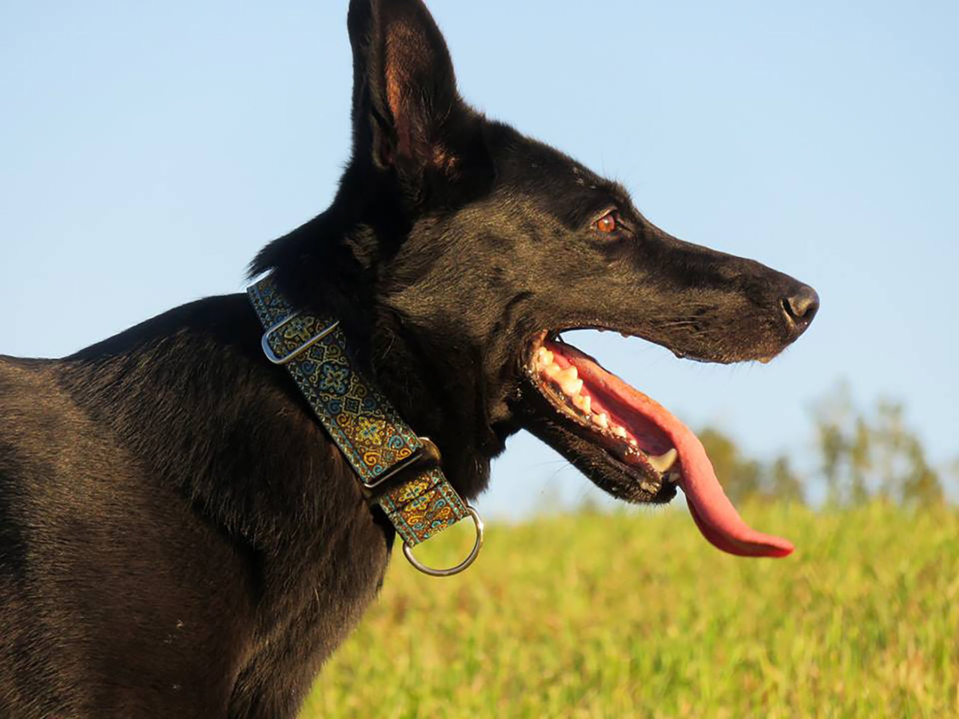 German Shepherd wearing the 1.5 Inch Wide Brown, Turquoise Nobility Martingale Dog Collar by The Hound Haberdashery