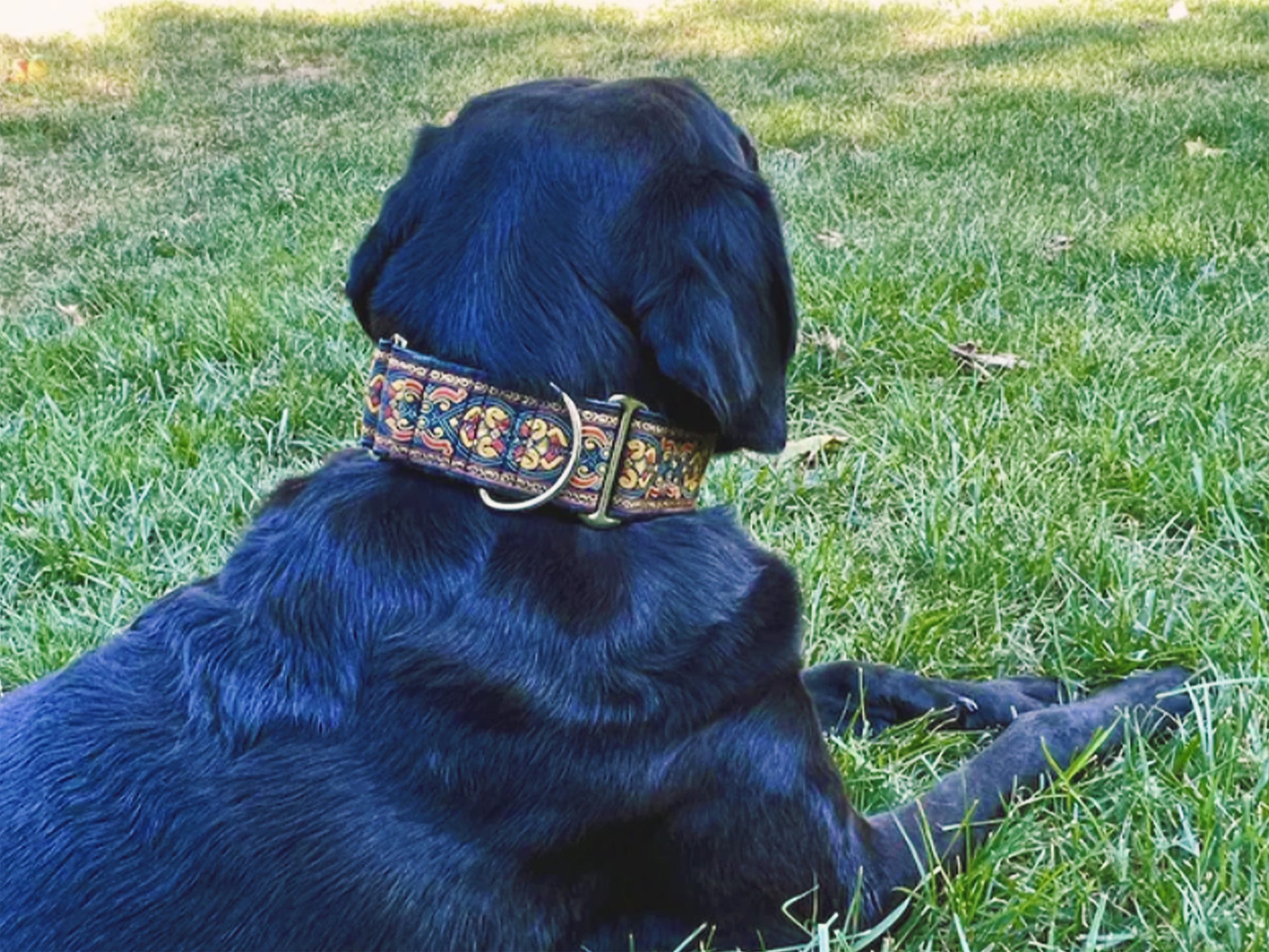 Black Lab wearing a 2 Inch Wide Autumn Renaissance Dog Collar by The Hound Haberdashery