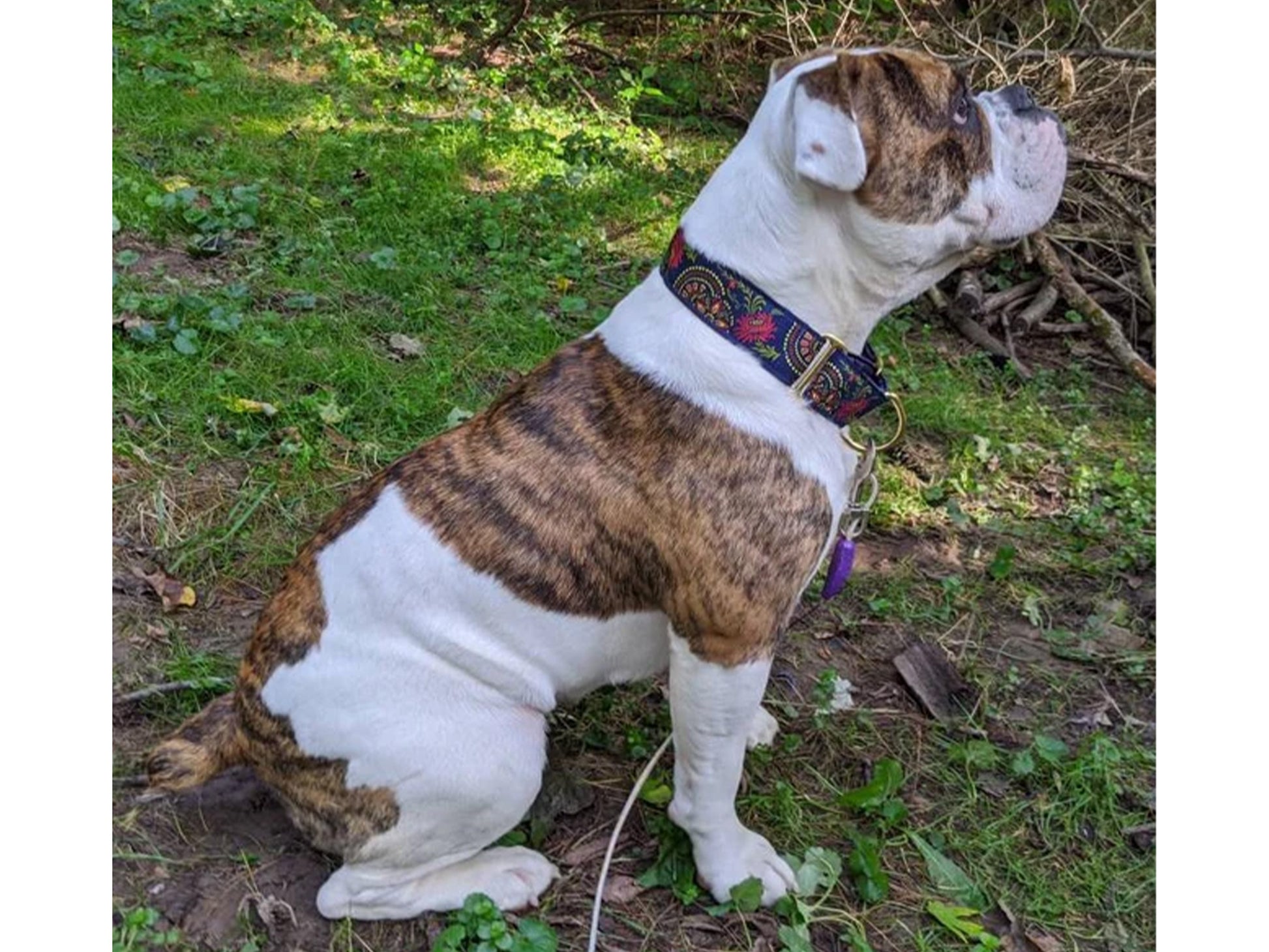 Bulldog in 1.5 Inch Wide Navy Blue Flower Burst Dog Collar by The Hound Haberdashery