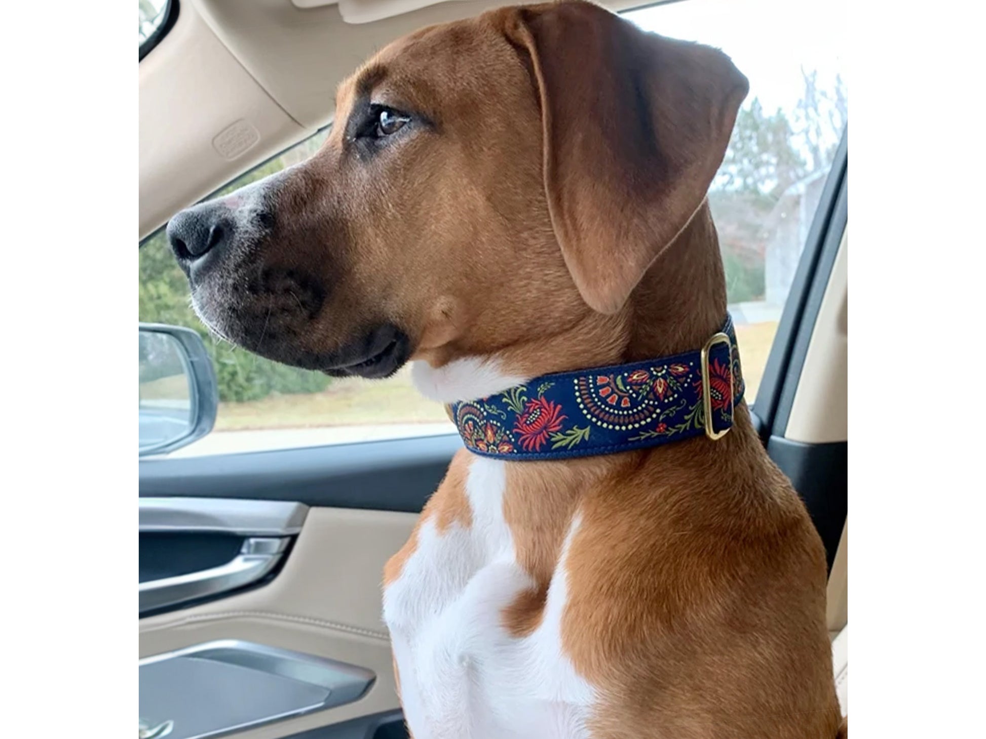 Dog wearing the 1.5 Inch Wide Navy Blue Flower Burst Dog Collar by The Hound Haberdashery