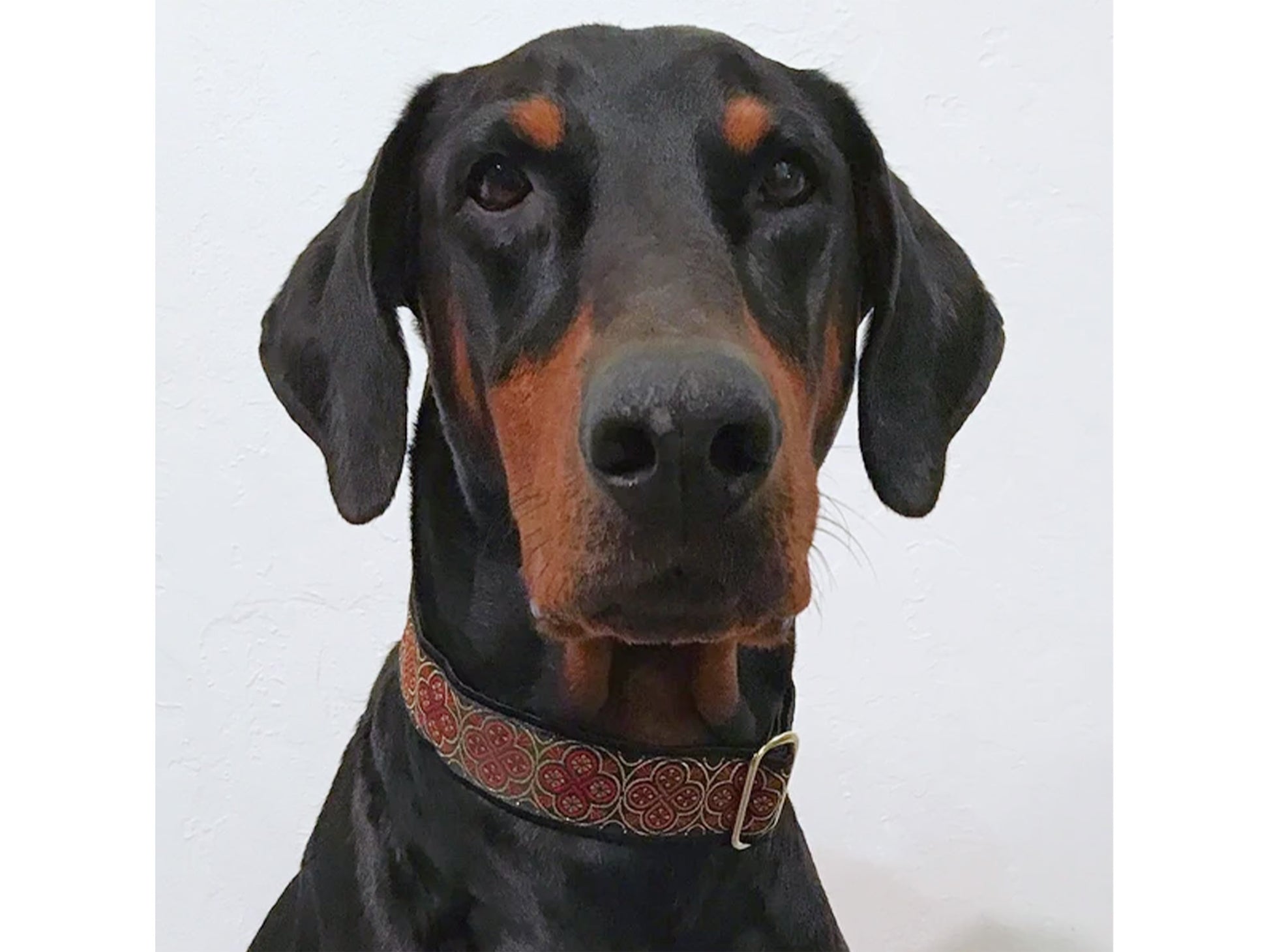 Dobie wearing the 1.5 Inch Wide Red, Gold Blarney Dog Collar by The Hound Haberdashery