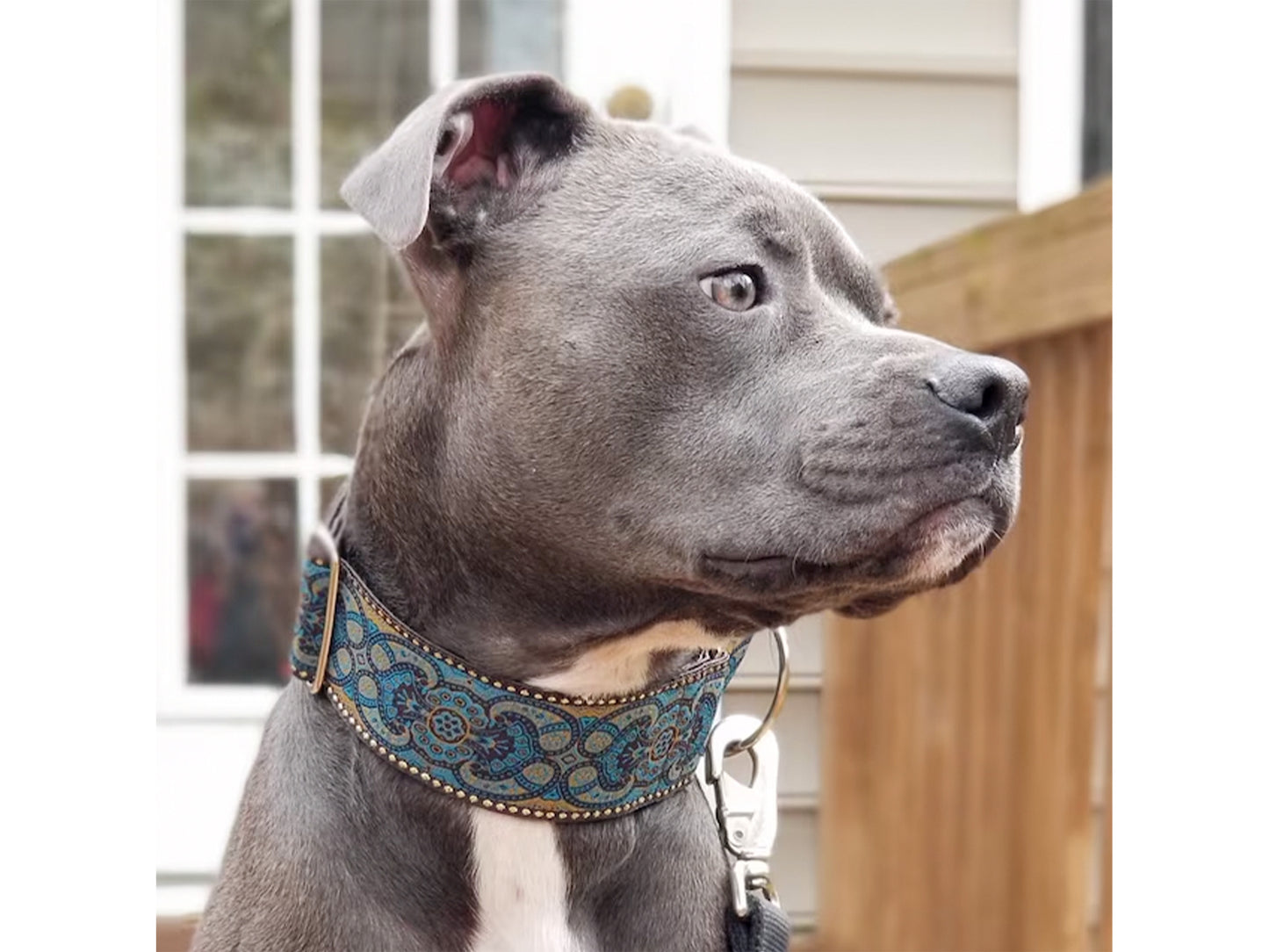 Pitbull wearing the 2 Inch Wide Espresso Marseilles Dog Collar by The Hound Haberdashery