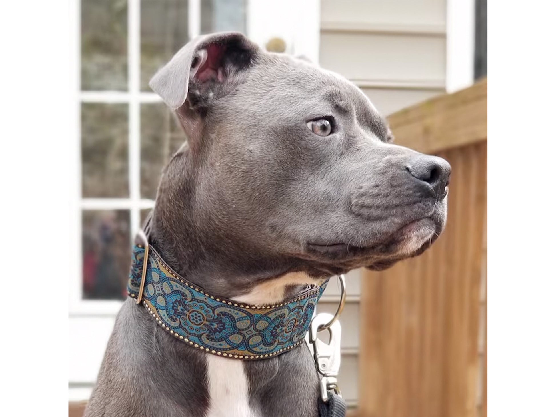 Pitbull wearing the 2 Inch Wide Espresso Marseilles Dog Collar by The Hound Haberdashery