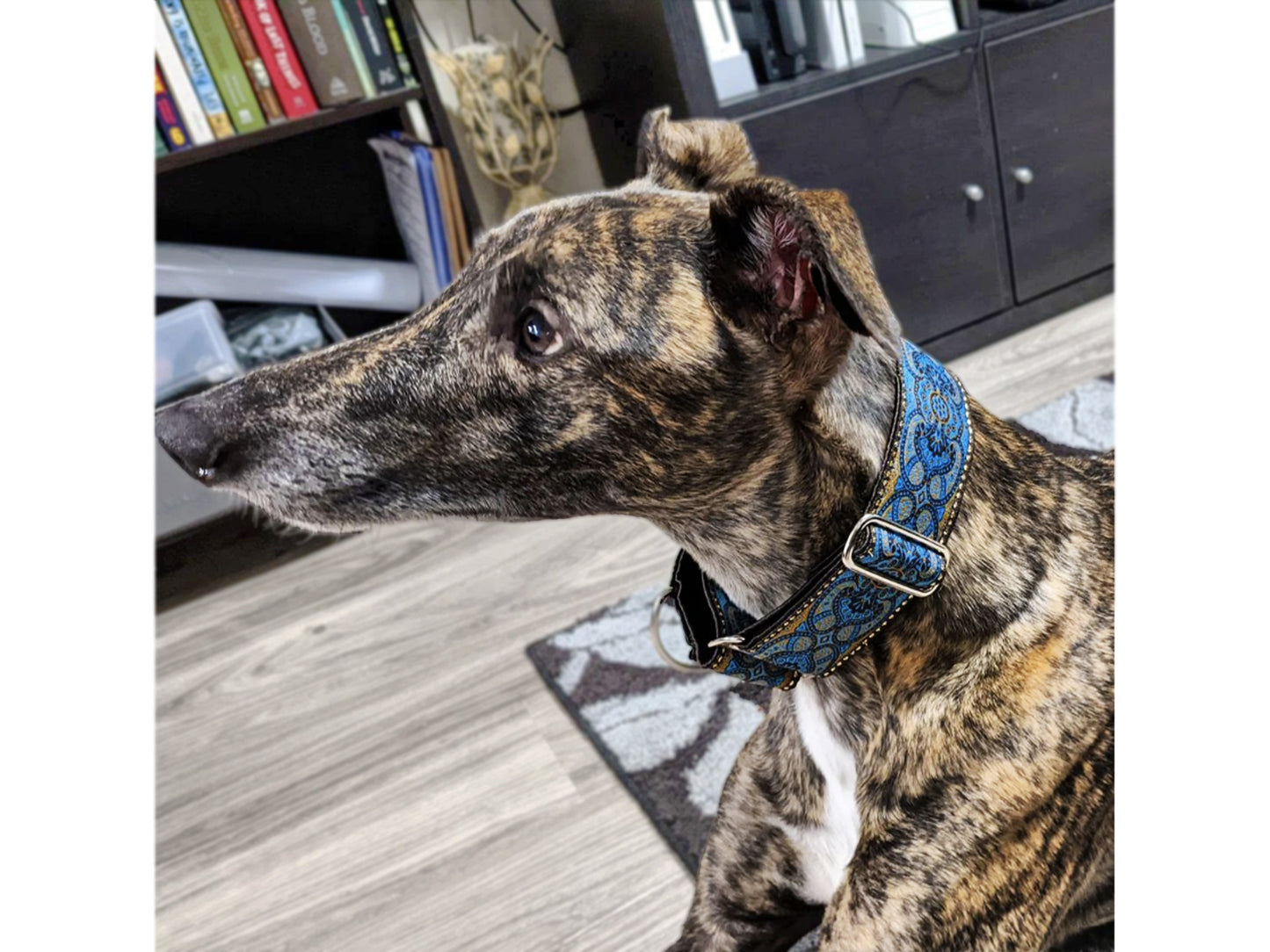 Greyhound wearing the 2 Inch Wide Espresso Marseilles Martingale Dog Collar by The Hound Haberdashery