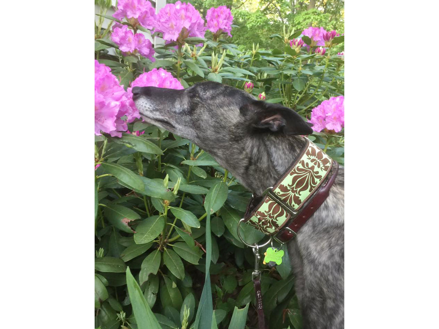Greyhound wearing the 2 Inch Wide Green, Brown Damask Martingale Dog Collar by The Hound Haberdashery