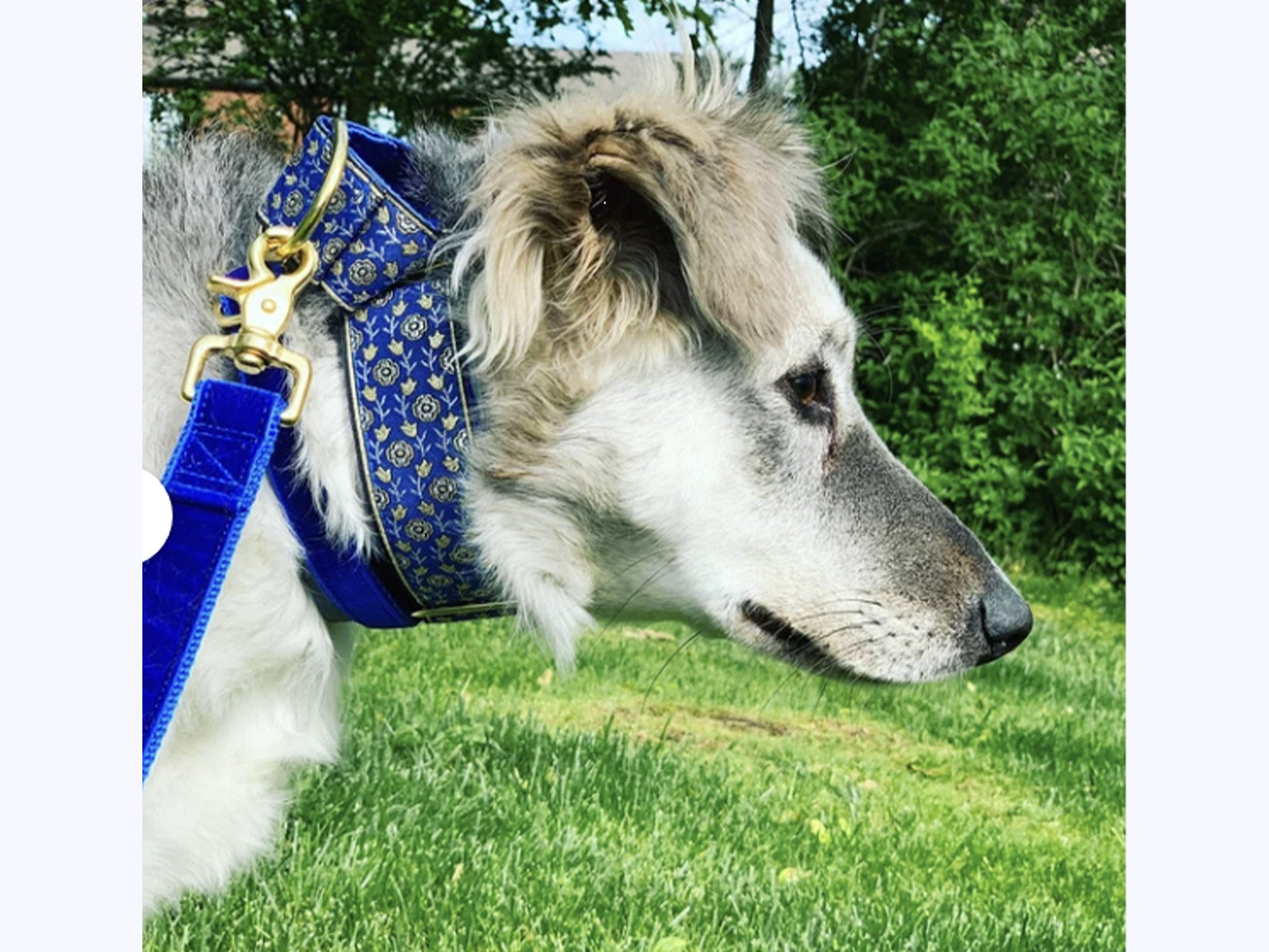 Dog wearing the 1.5 Inch Wide Blue Stratford Dog Collar by The Hound Haberdashery