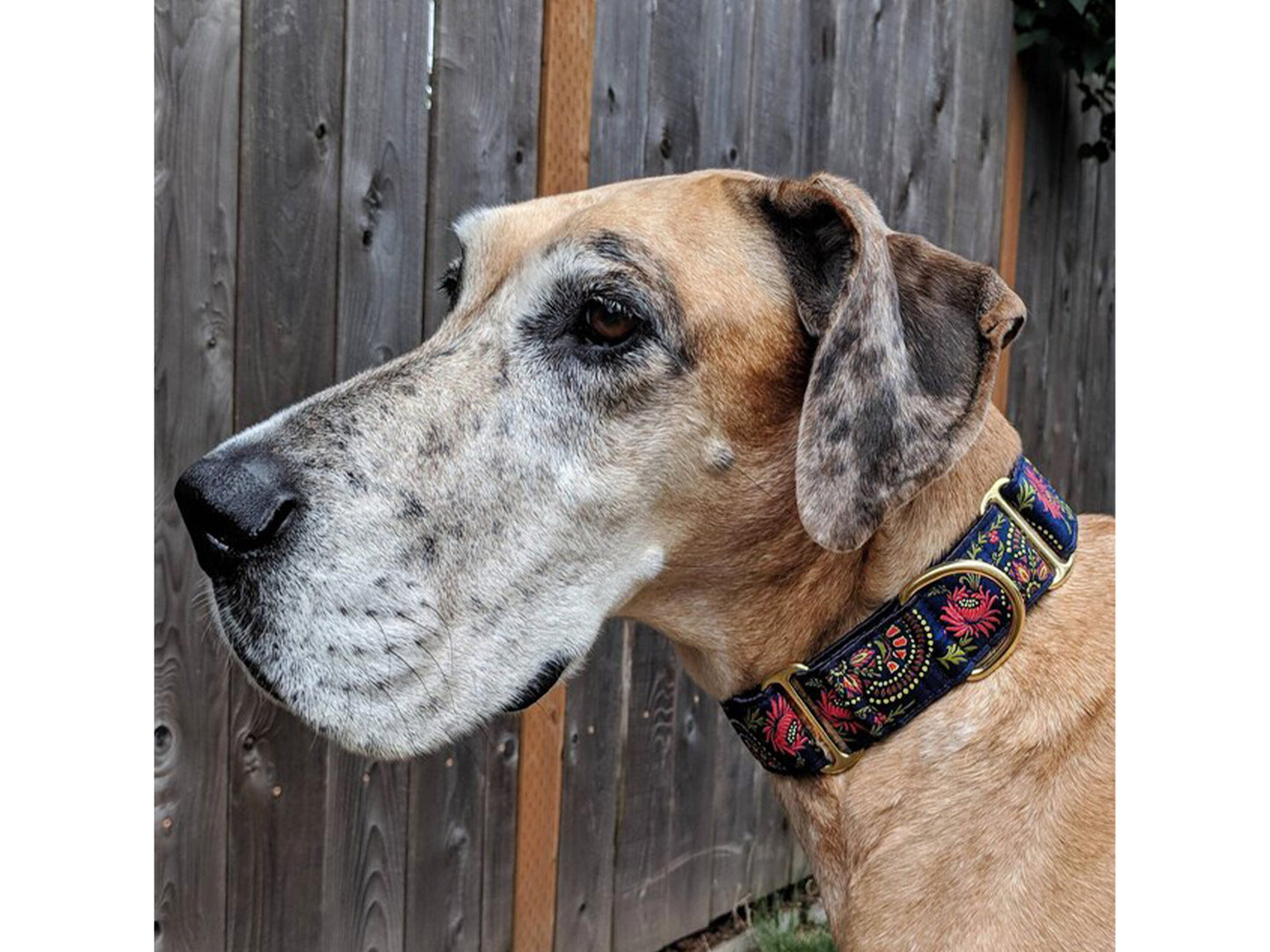 Great Dane wearing the 1.5 Inch Wide Navy Blue Flower Burst Martingale Dog Collar by The Hound Haberdashery