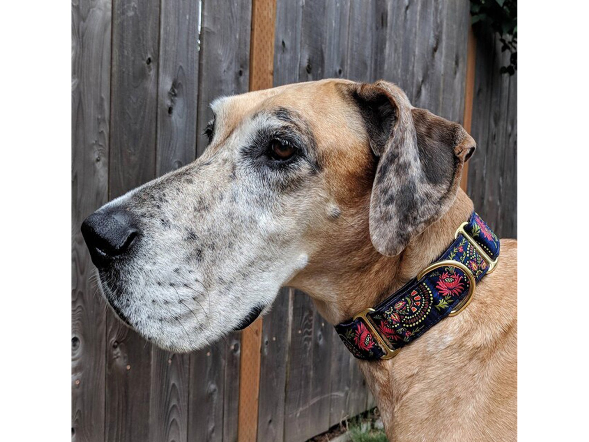 Great Dane wearing the 1.5 Inch Wide Navy Blue Flower Burst Martingale Dog Collar by The Hound Haberdashery